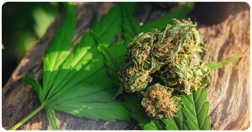 fleur de cbd livré en france